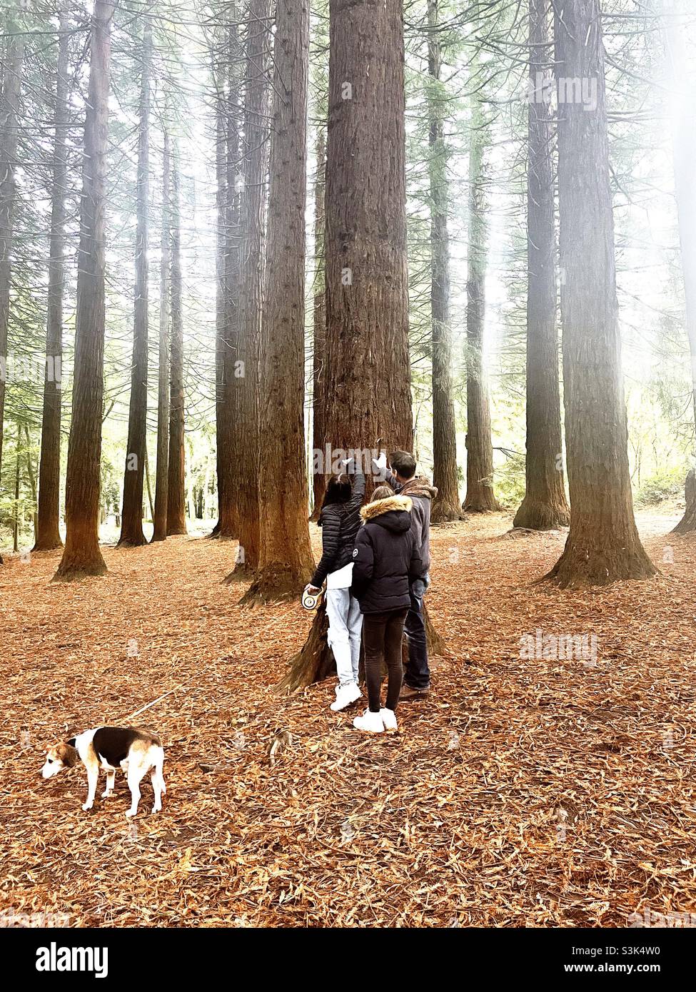 A family touches a tree with unusual bark Stock Photo