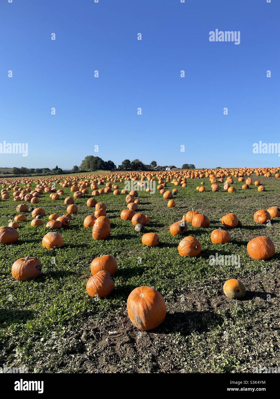 Pumpkin farm field Stock Photo