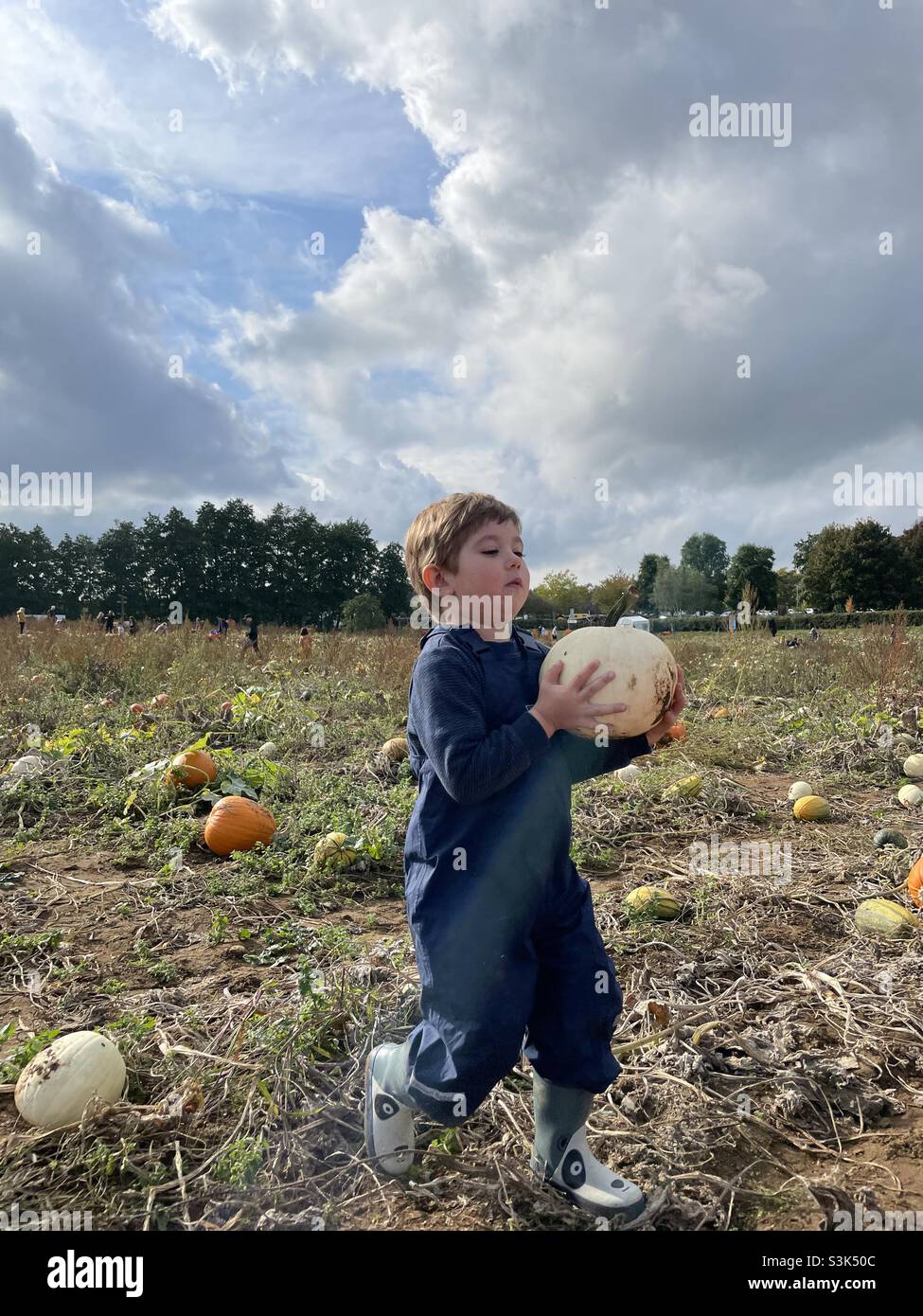 Toddler carrying white squash at pumpkin picking event in U.K. Stock Photo