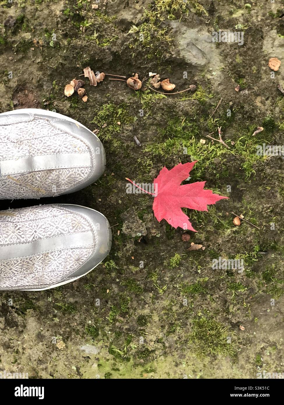 Looking down at autumn‘s first red Maple leaf Stock Photo