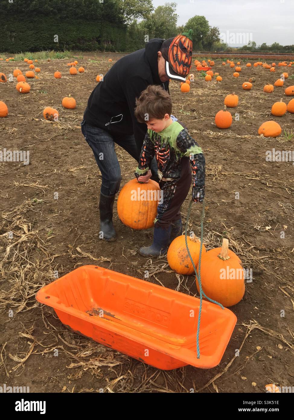 A child and grandfather pick a large pumpkin and load it into an orange sledge Stock Photo