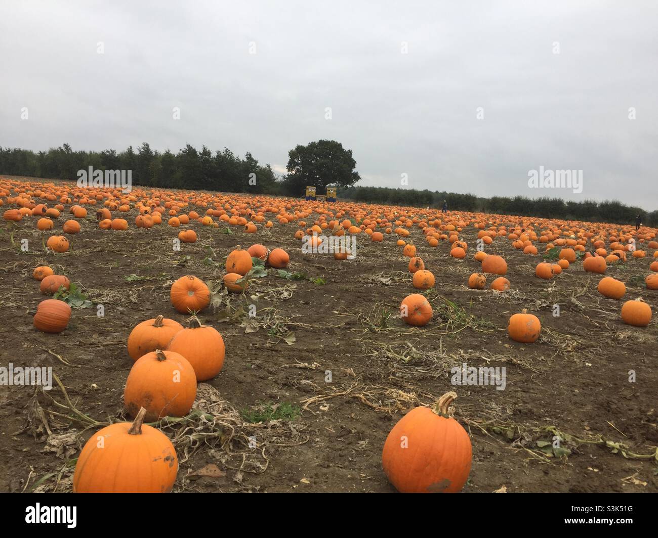 Pumpkin field - Smartphone Captured Stock Image