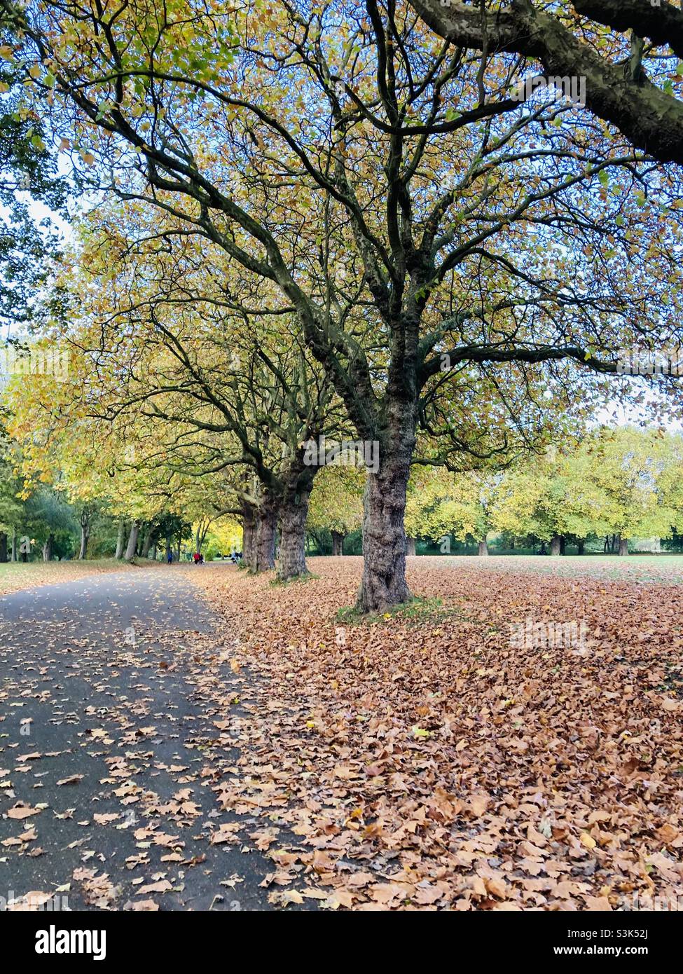 Autum stroll in the park - Smartphone Captured Stock Image