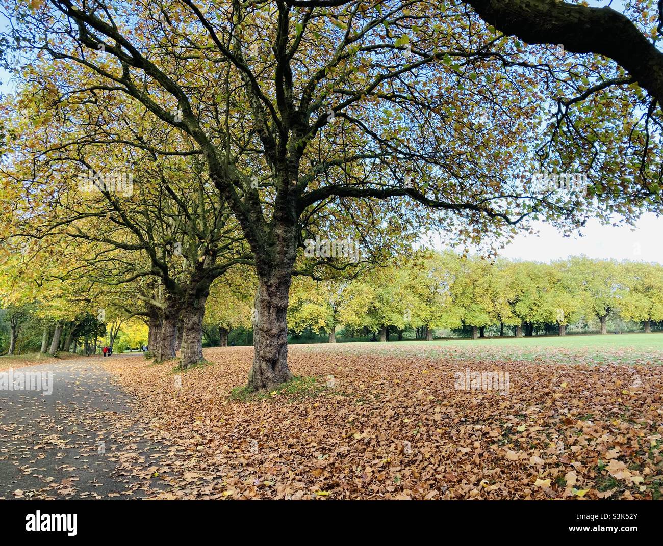 Autumn stroll in the park - Smartphone Captured Stock Image