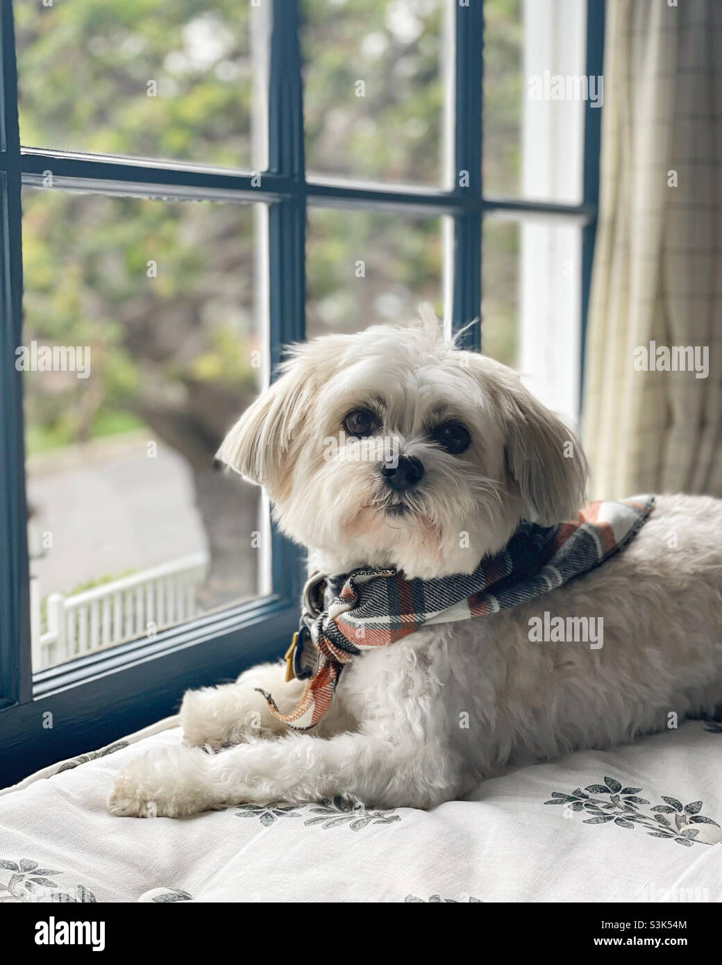 Dog with Fall scarf - Smartphone Captured Stock Image