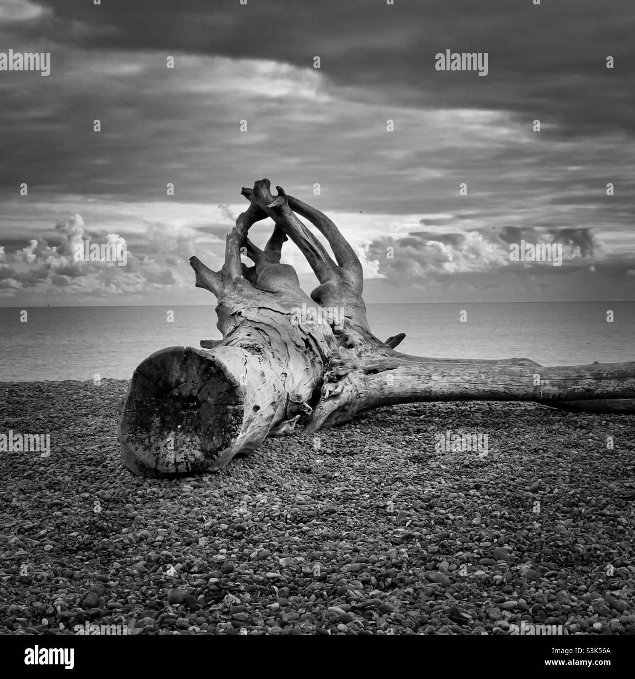 Coastal Timber - Smartphone Captured Stock Image