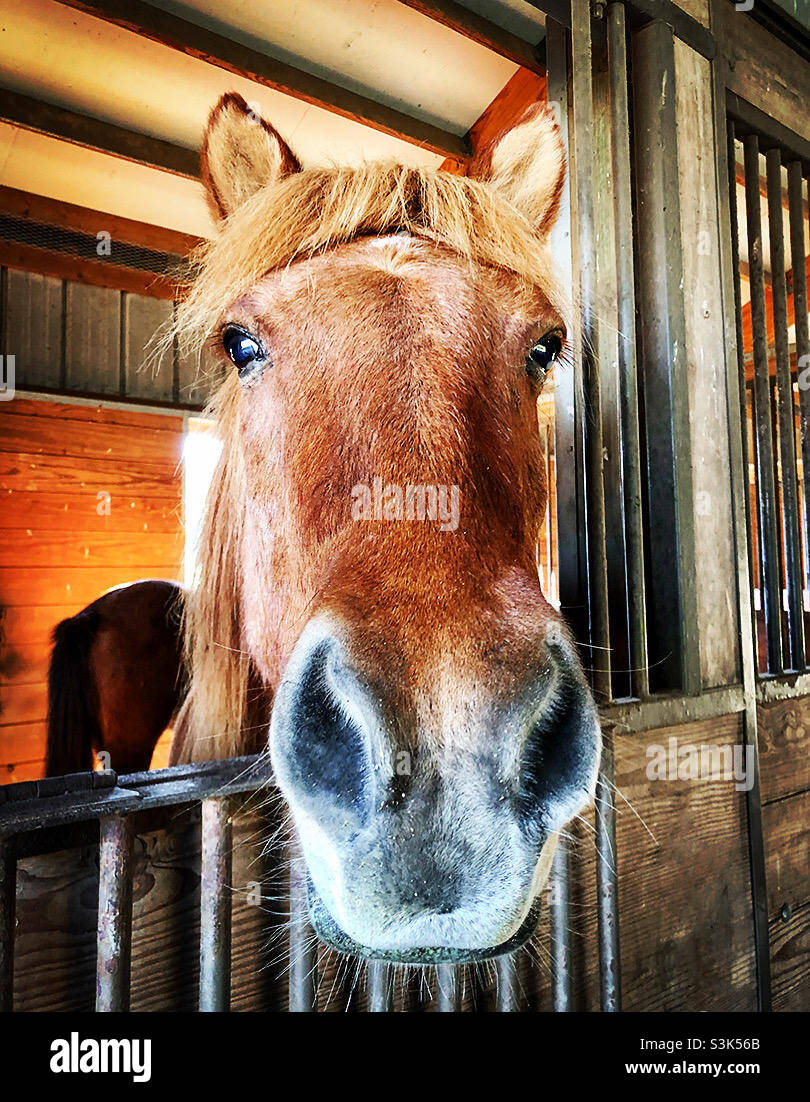 Icelandic horse saying hello - Smartphone Captured Stock Image