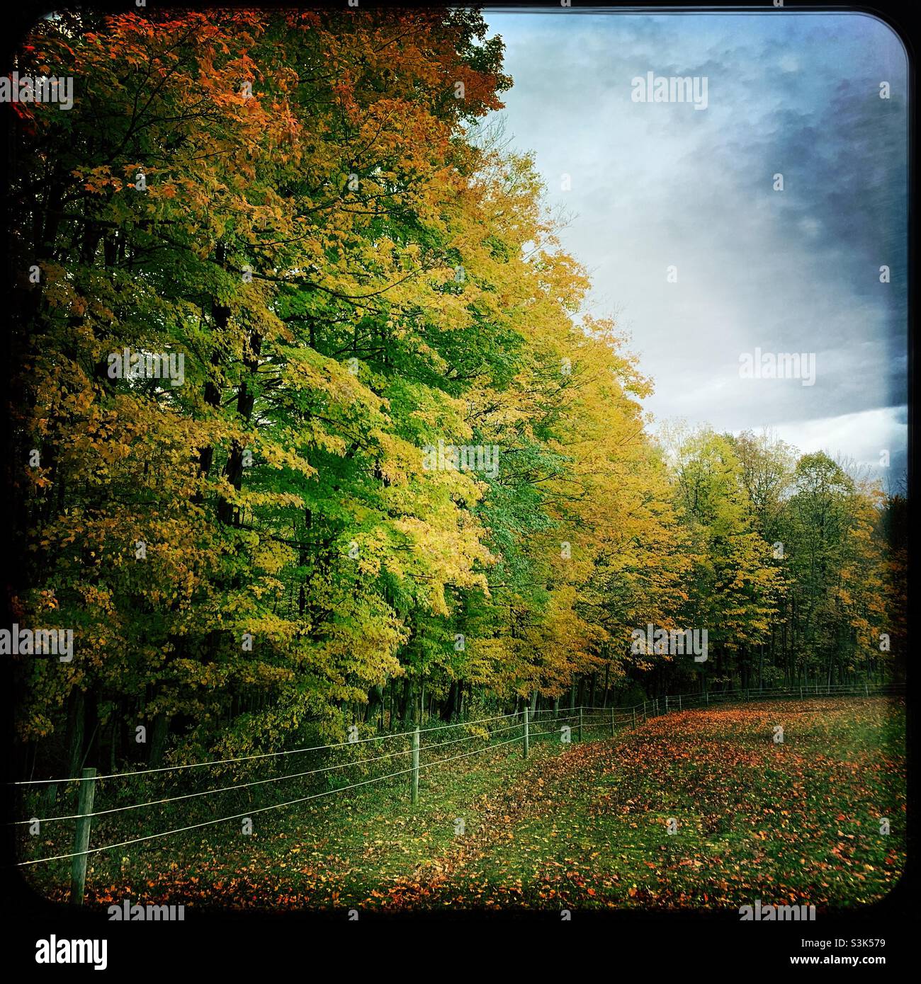 Beautiful maple trees in autumn - Smartphone Captured Stock Image