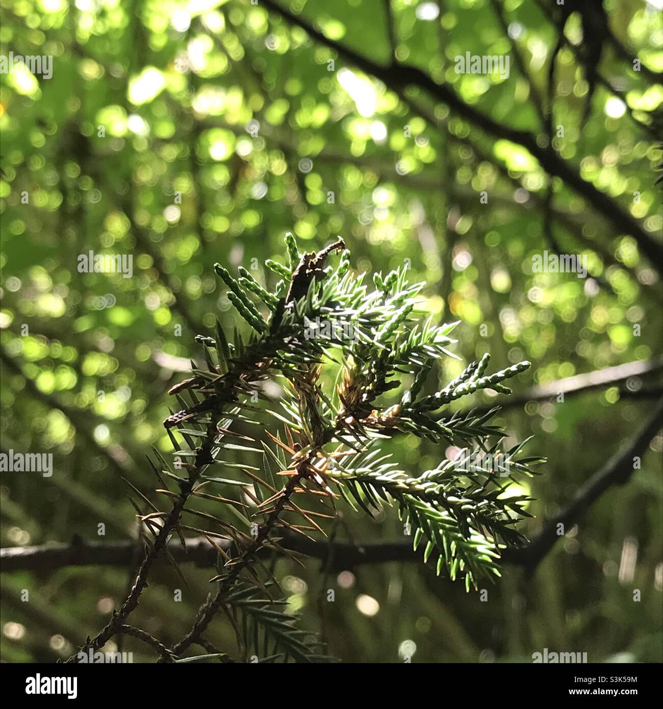 The attractive foliage of Juniperus chinensis under morning sunlight Stock Photo