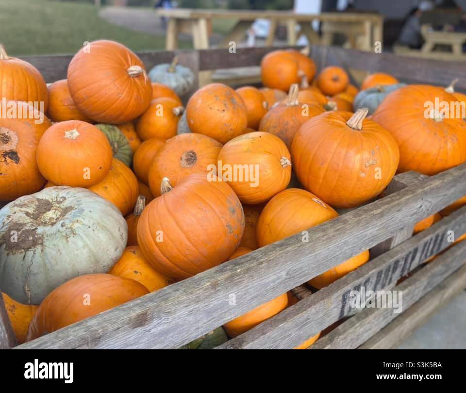 Pumpkins - Smartphone Captured Stock Image