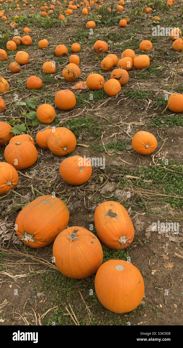 Pumpkins in the field Stock Photo