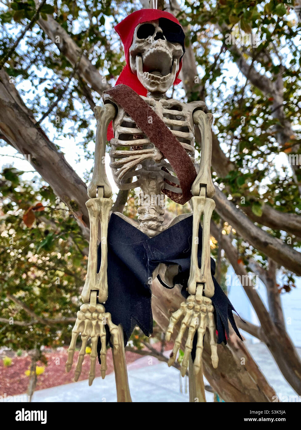 Halloween pirate skeleton hi-res stock photography and images - Alamy