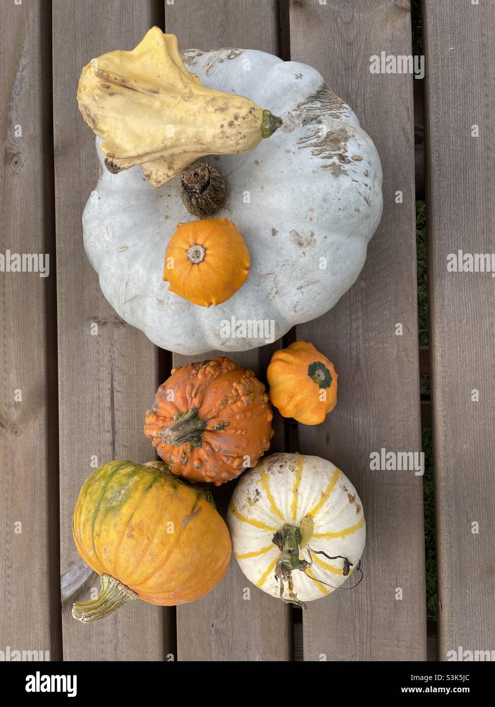 Halloween Pumpkins - Smartphone Captured Stock Image