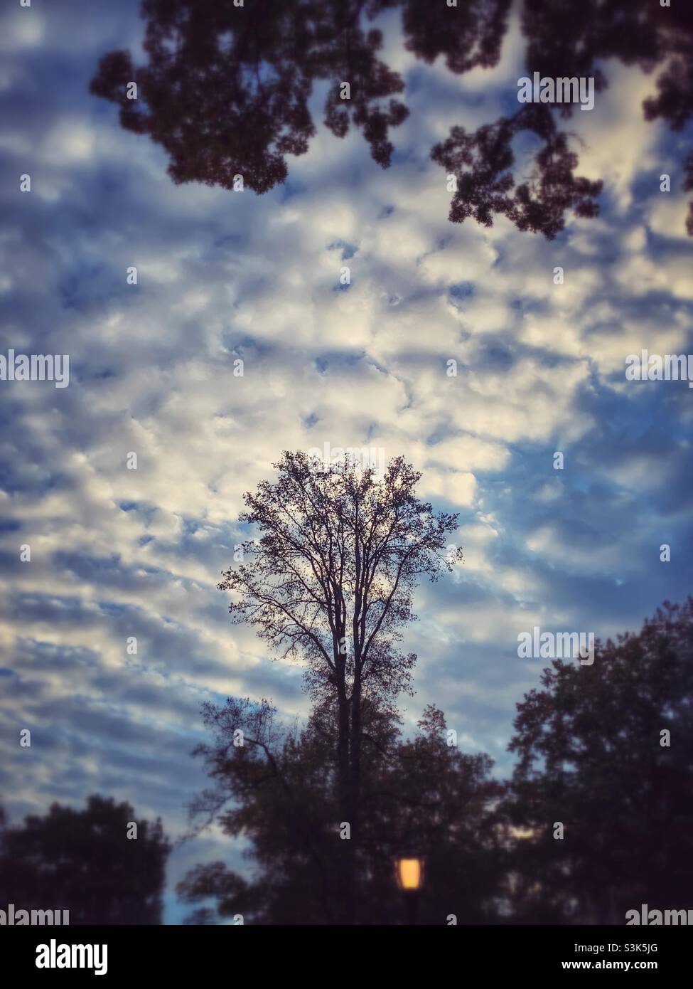 Clouds and trees at the center, bottom and upper. - Smartphone Captured Stock Image