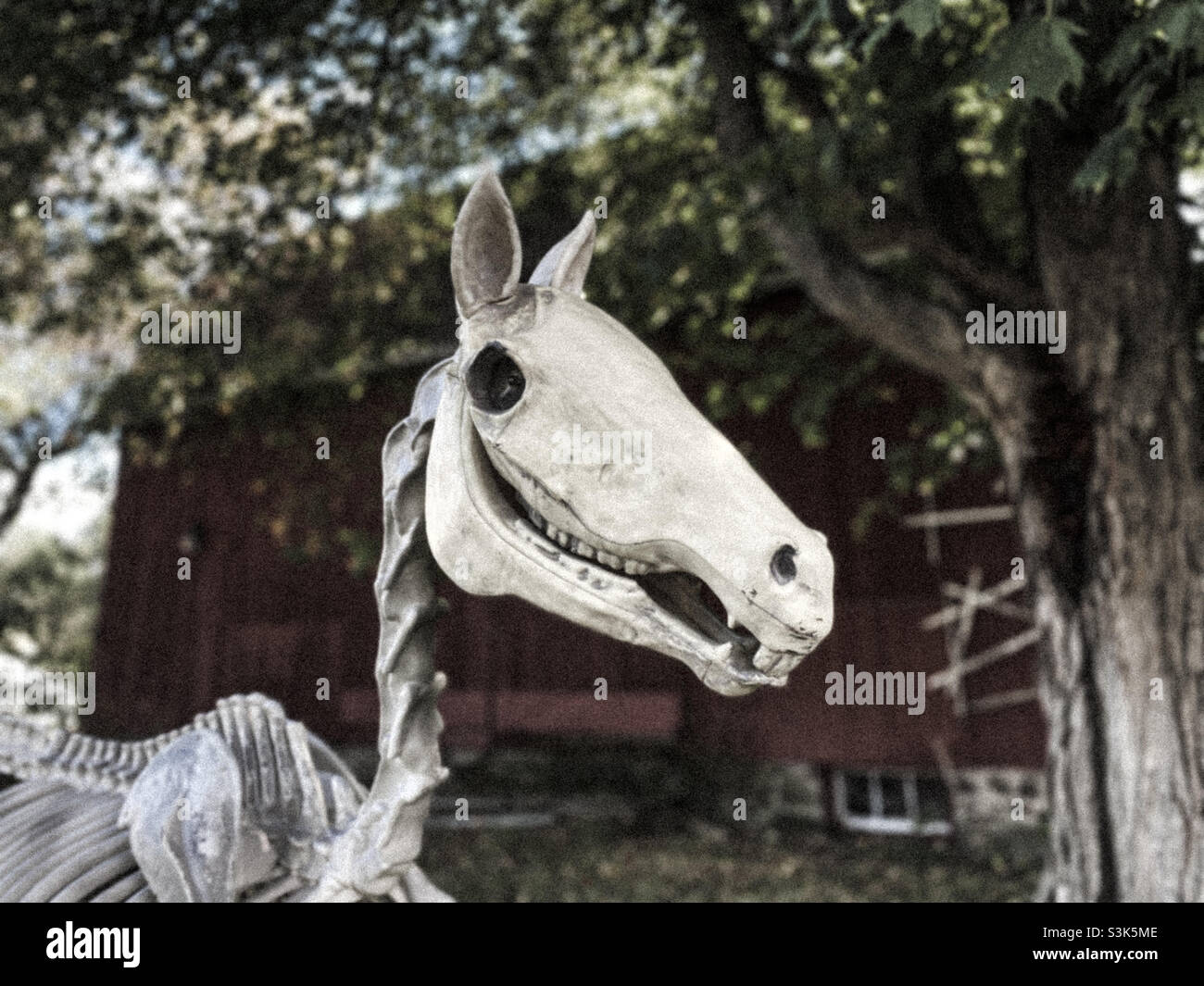 Creepy horse skeleton Halloween display in front of old barn Stock Photo