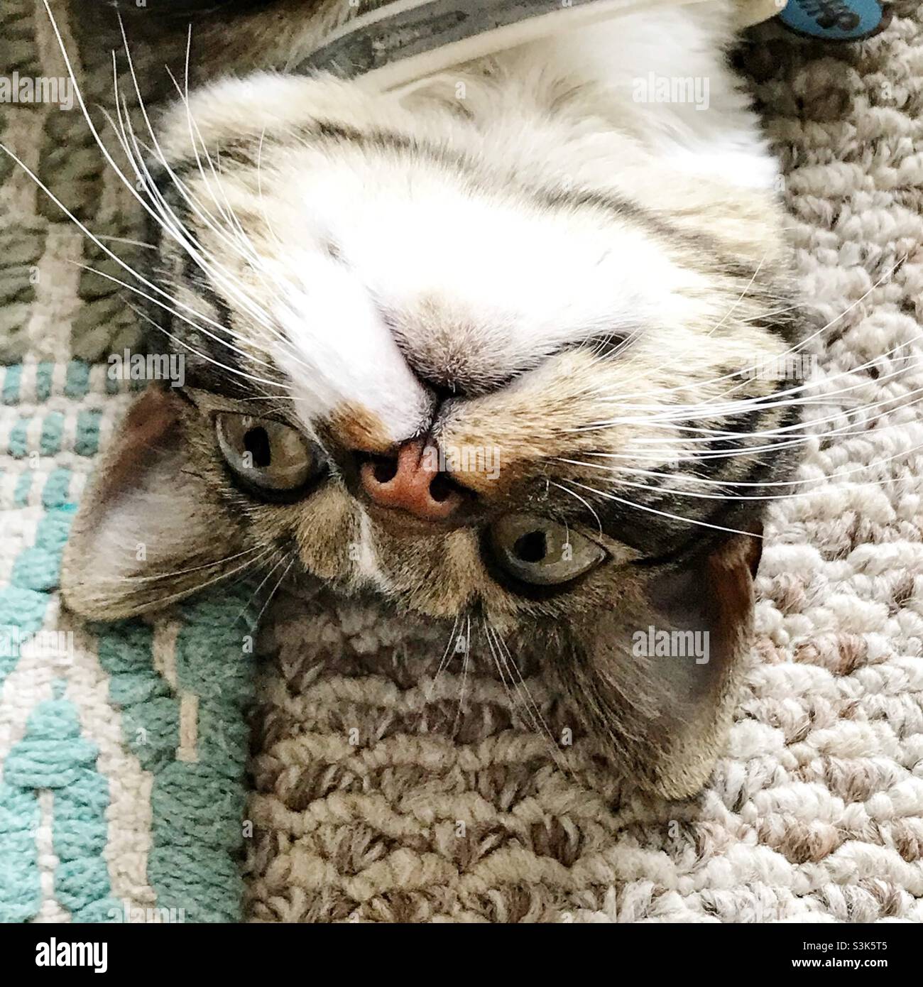 Upside down short haired kitty cat emphasizing her face and whiskers