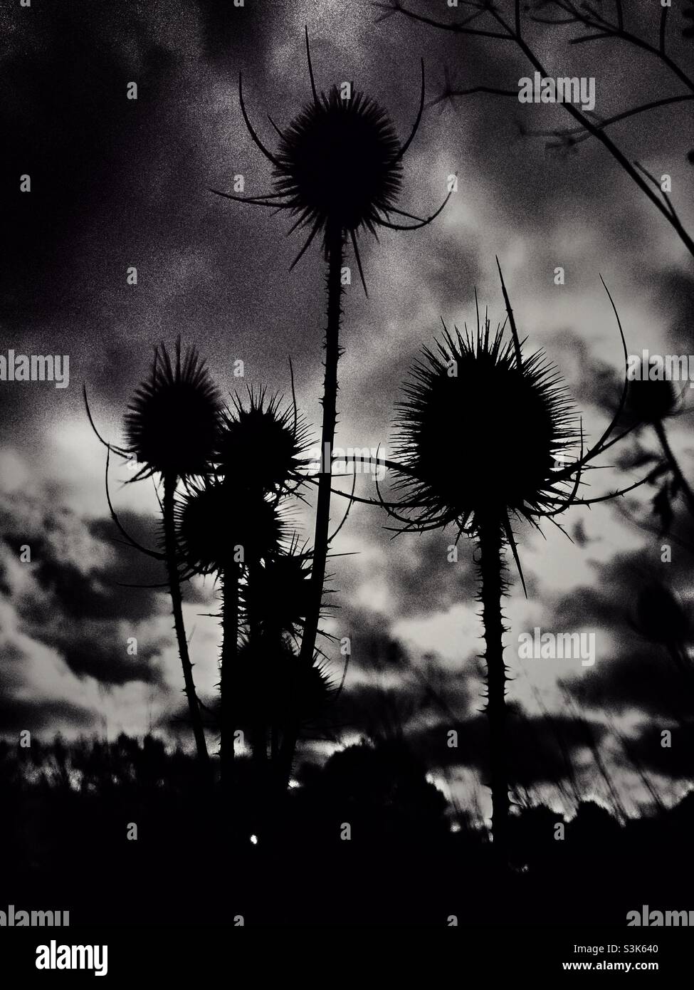 Silhouette of Dried Milk thistles against a dramatic sky - Smartphone Captured Stock Image Silhouette of Dried Milk thistles against a dramatic sky - Smartphone Captured Stock Image