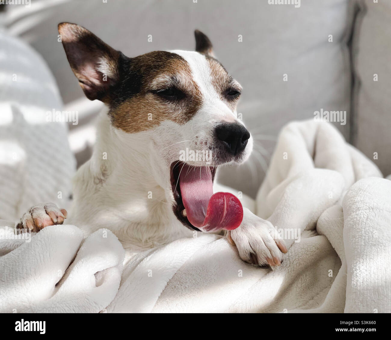 Low angle close up view of a Jack Russell Terrier dog yawning while lying on a white fleece blanket on a sofa in sunlight - Smartphone Captured Stock Image