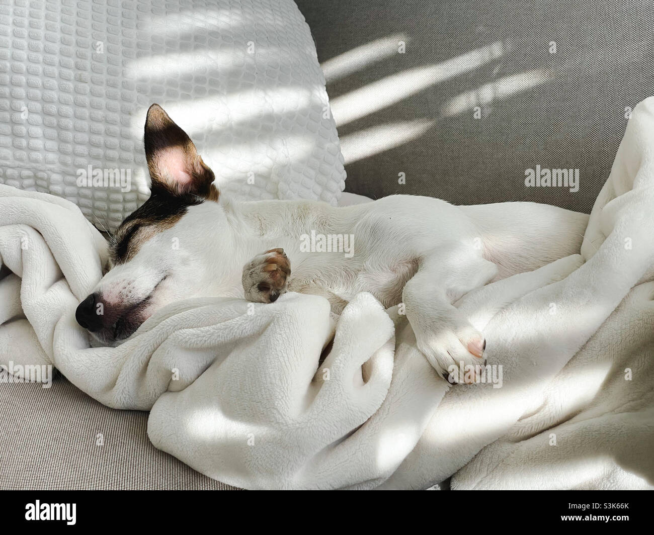 Low angle close up view of a Jack Russell Terrier dog asleep on the sofa amongst cozy white blankets and pillows in the morning sunlight - Smartphone Captured Stock Image