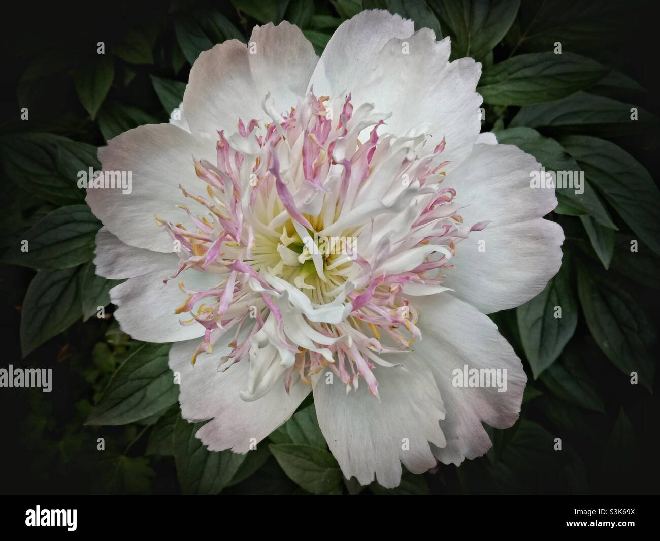 Chinese peony flower blossom with white and pink lush and petals. Stock Photo