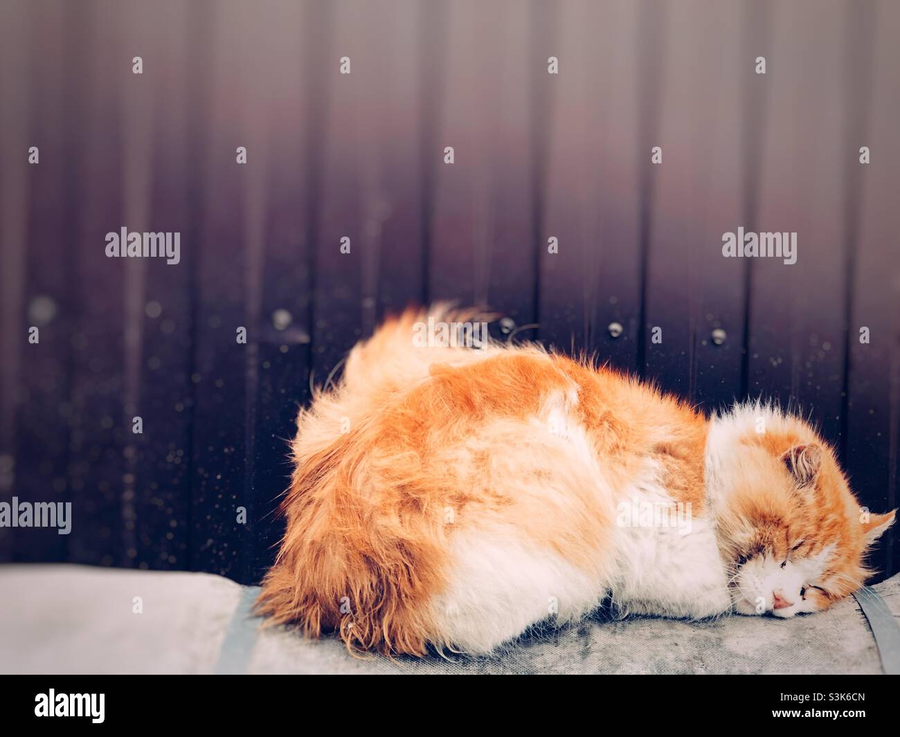Cute Stock Photo