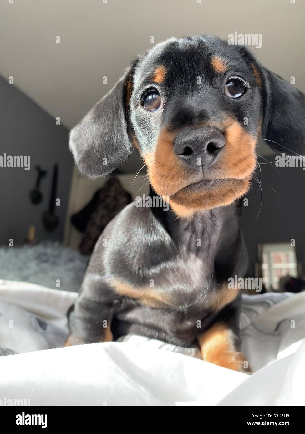 Dachshund puppy on a bed Stock Photo Alamy