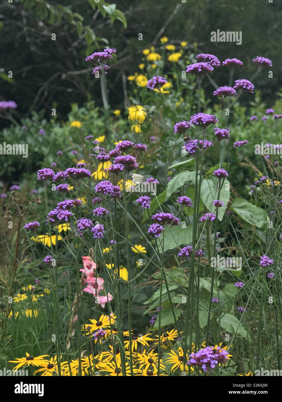 Verbena bonariensis, the purpletop vervain at Longstock Water Gardens