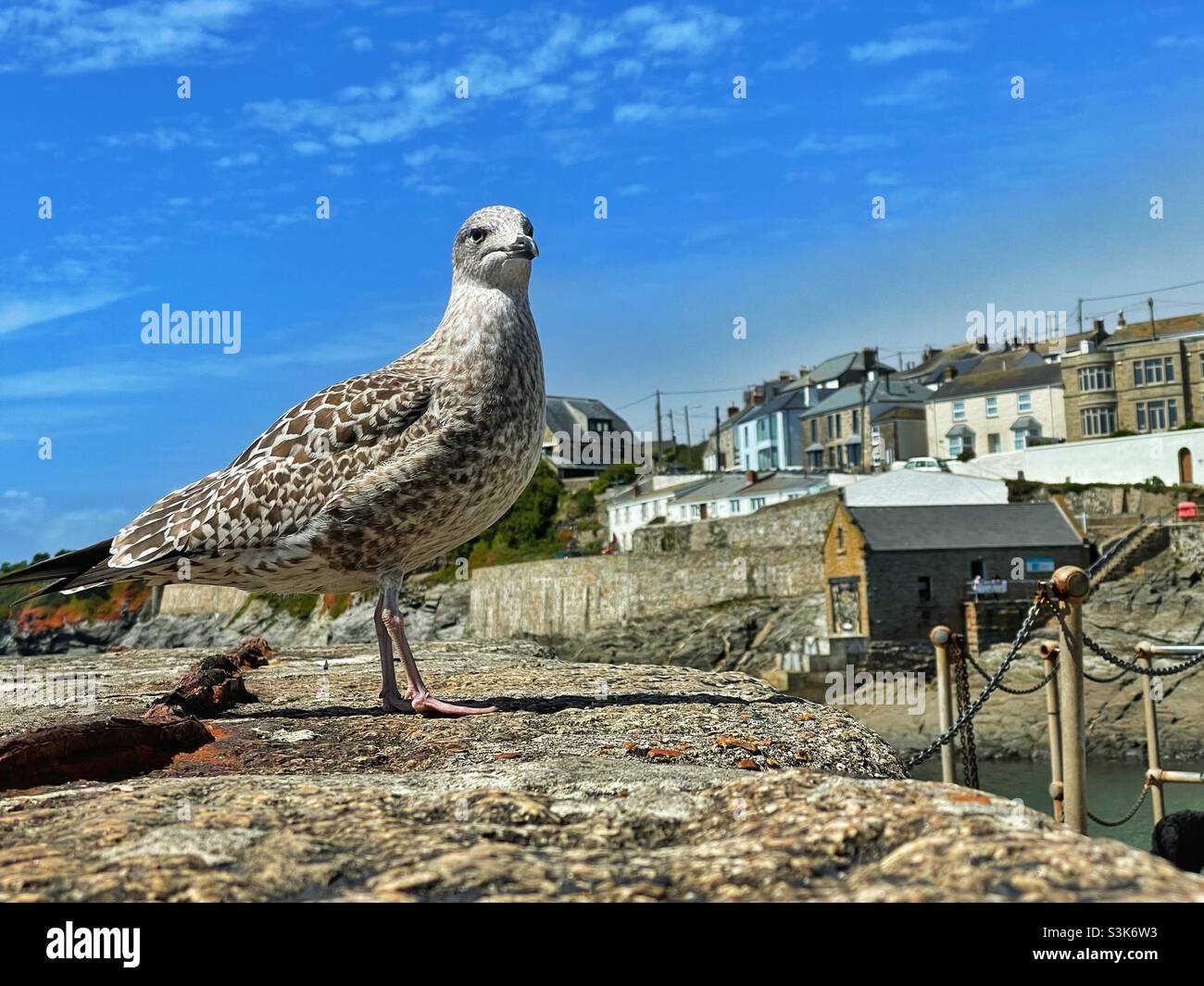 Young seagull on the harbour wall at Porthleven, Cornwall, August. - Smartphone Captured Stock Image