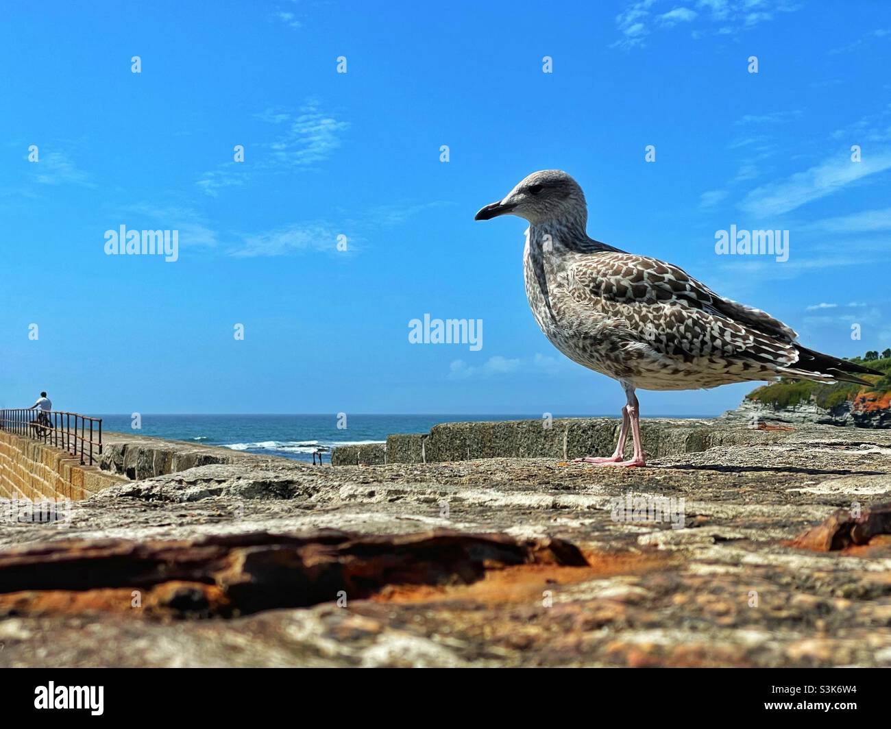 Young seagull on the harbour wall at Porthleven, Cornwall, August. - Smartphone Captured Stock Image
