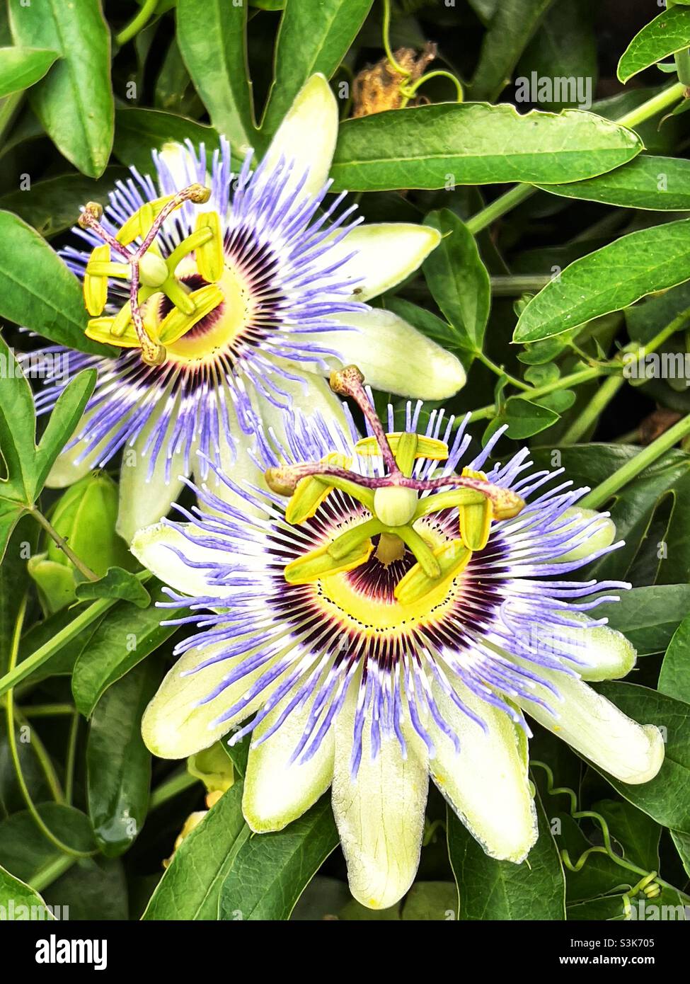Passion flowers in a backyard. Aka Maypop or Passiflora or Wild Passion