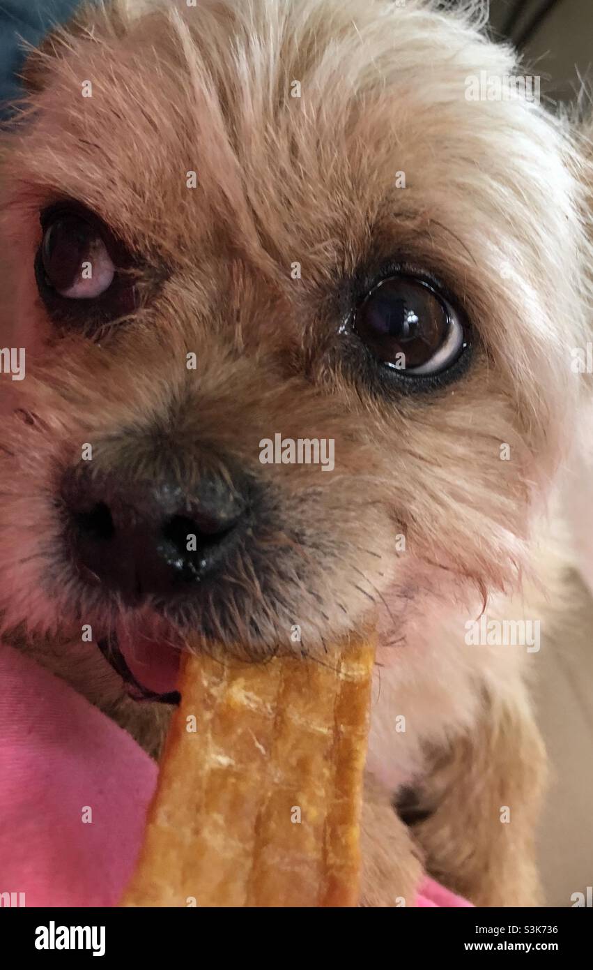 Close up of a little tan Cairn, Silky mix terrier dog holding his treat in his mouth while rolling his big brown eyes up at something off camera. Stock Photo