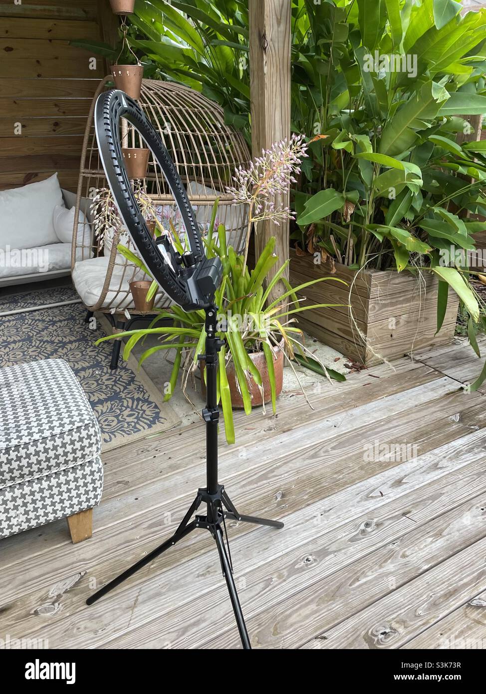 Light ring that holds cell phone for photography in a tropical garden area - Smartphone Captured Stock Image