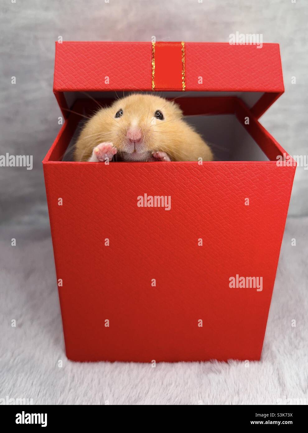 Cute Syrian Hamster peeking out of a Christmas gift box Stock Photo - Alamy Cute Syrian Hamster peeking out of a Christmas gift box Stock Photo - Alamy