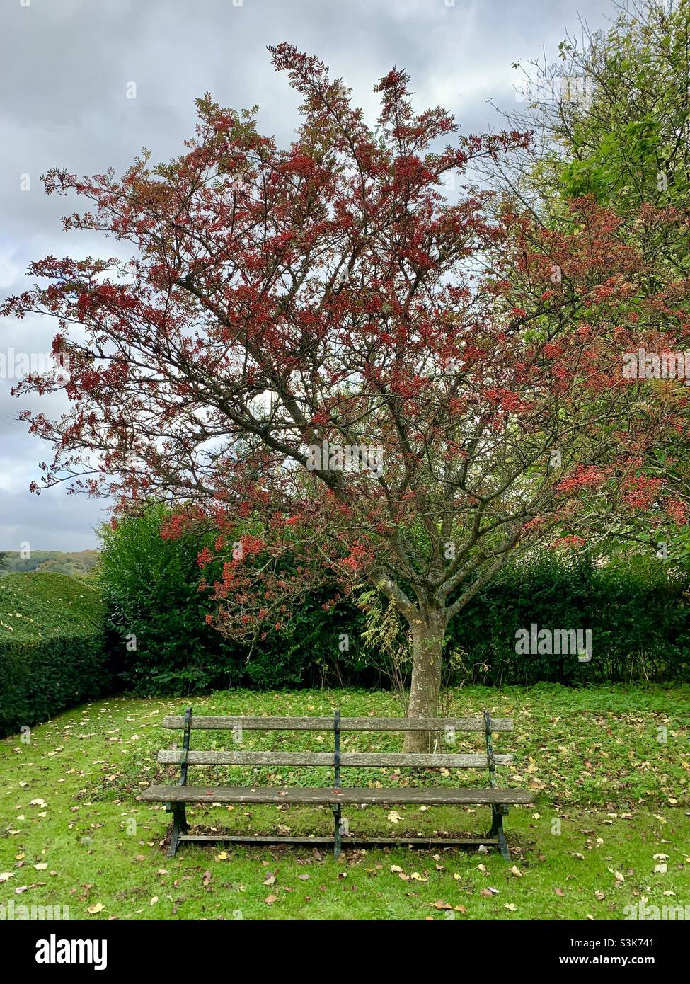Red autumnal tree behind bench - Smartphone Captured Stock Image
