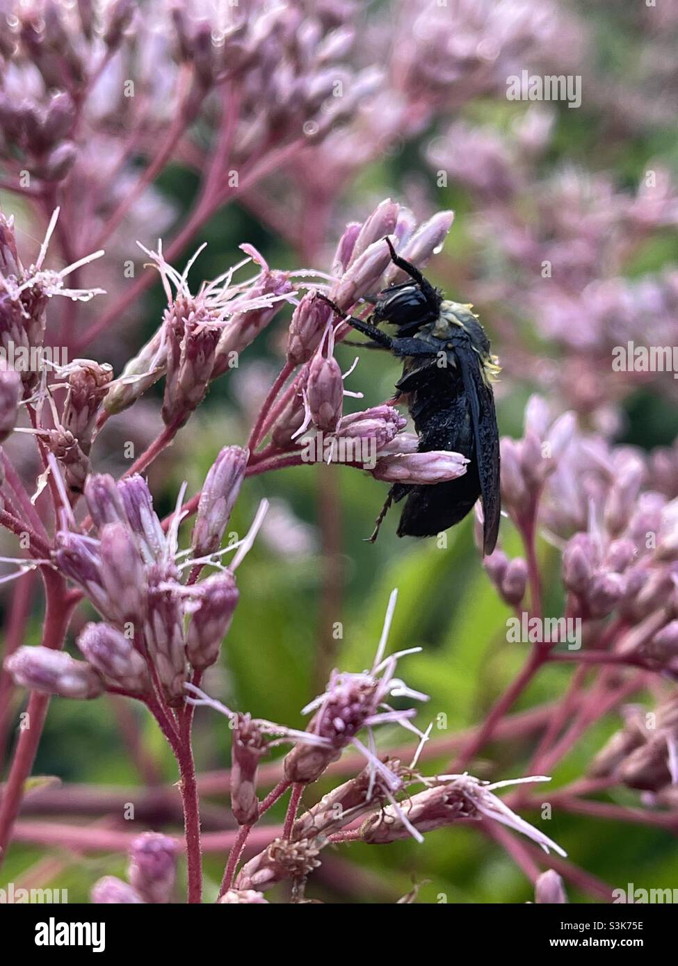 Bee pollinating a Joe Pye Weed flower blossom Stock Photo Alamy