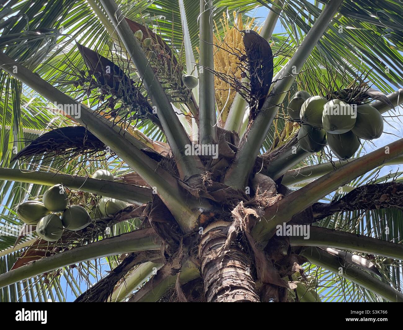 Matag coconut cultivated in Malaysia. - Smartphone Captured Stock Image