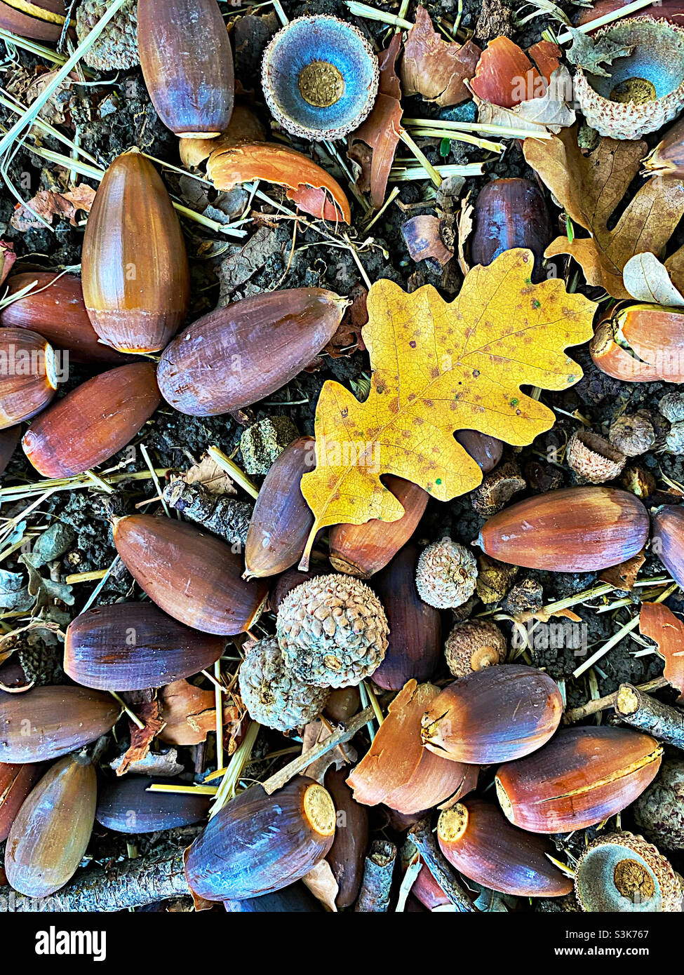 Fall under an oak tree - Smartphone Captured Stock Image