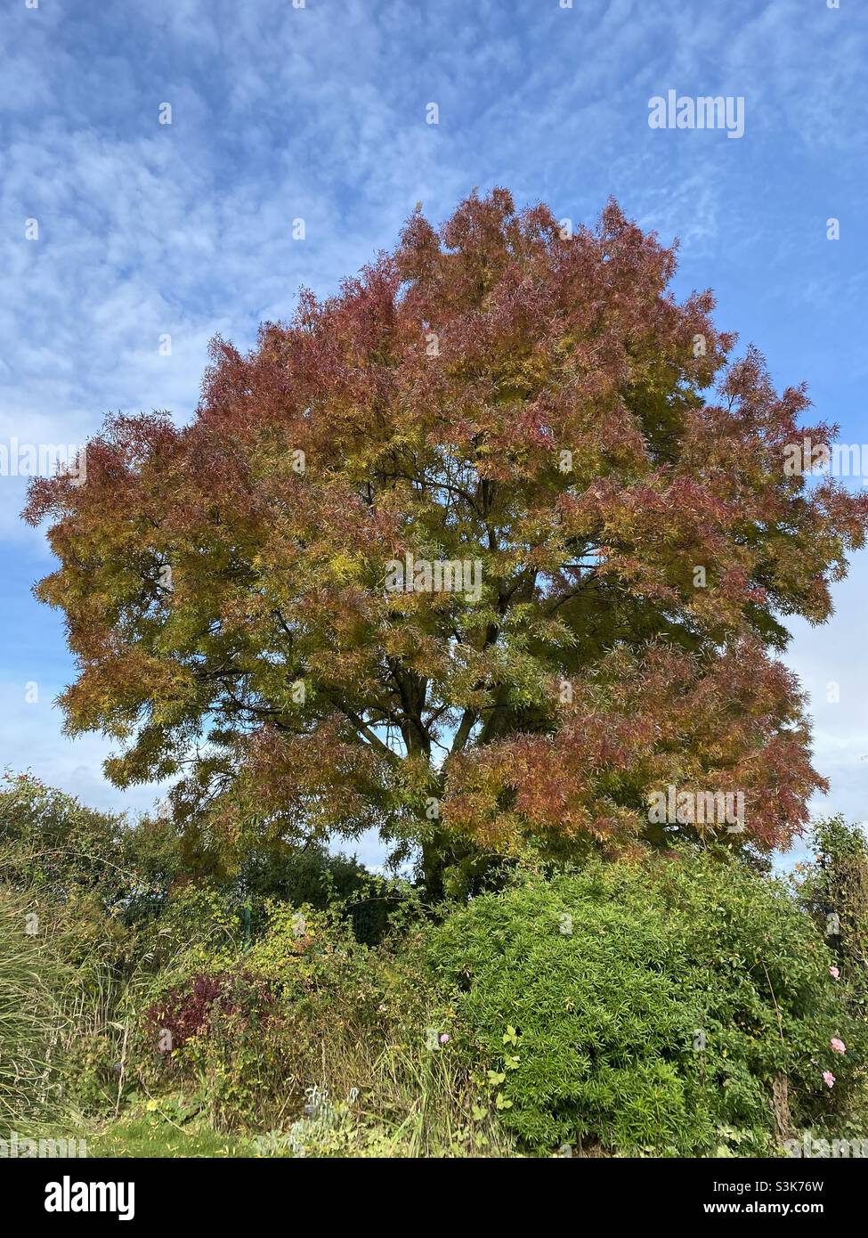 A large Claret Ash tree in the garden. Stock Photo