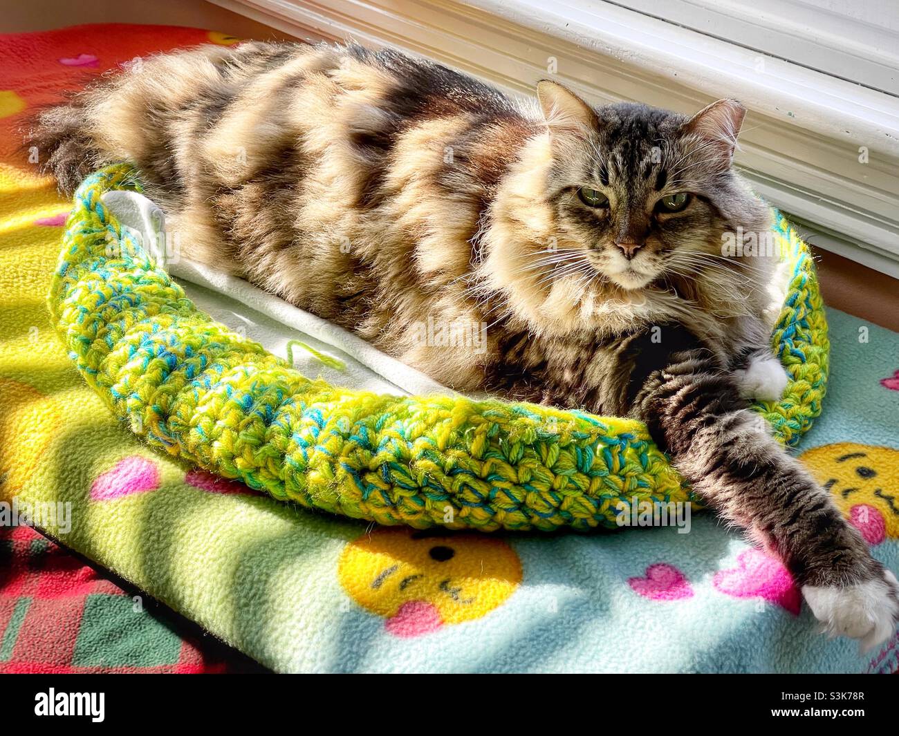 Beautiful long haired kitty cat basking in sunlight streaming through a nearby window. Stock Photo