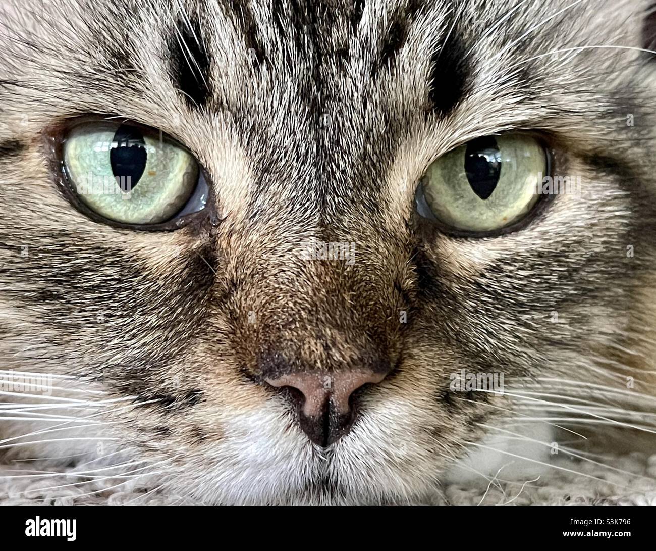 Lose up of a green eyed kitty cat. Stock Photo