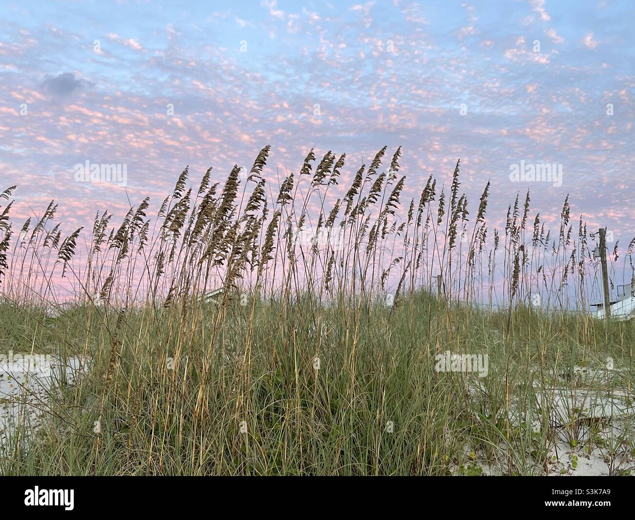 Sea oats Cumberland Island, GA, USA Stock Photo