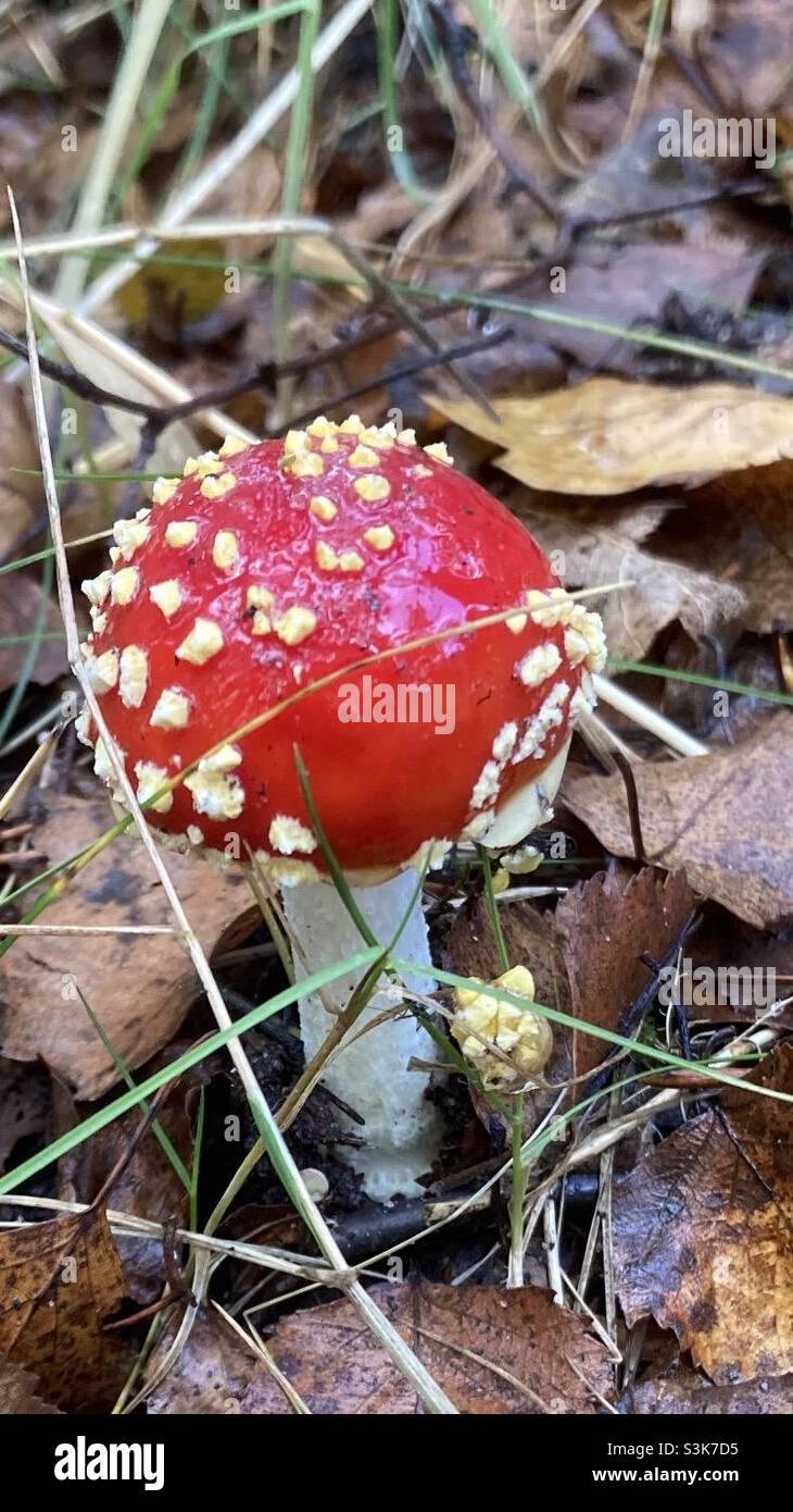 Solitary Fly Agaric mushroom in Autumn Wood. Stock Photo