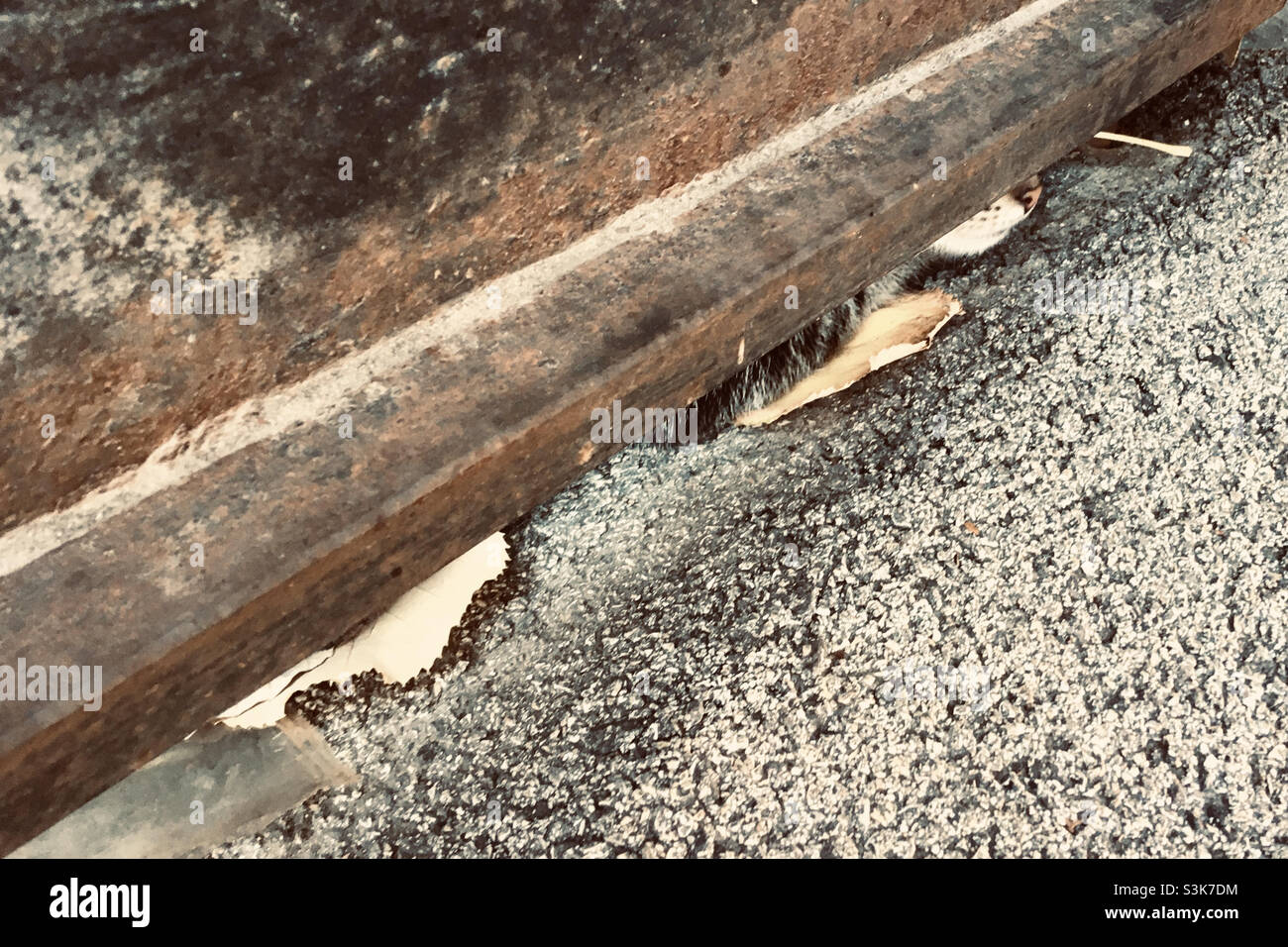 Urban domestic kitten hidden behind metal gate - Smartphone Captured Stock Image