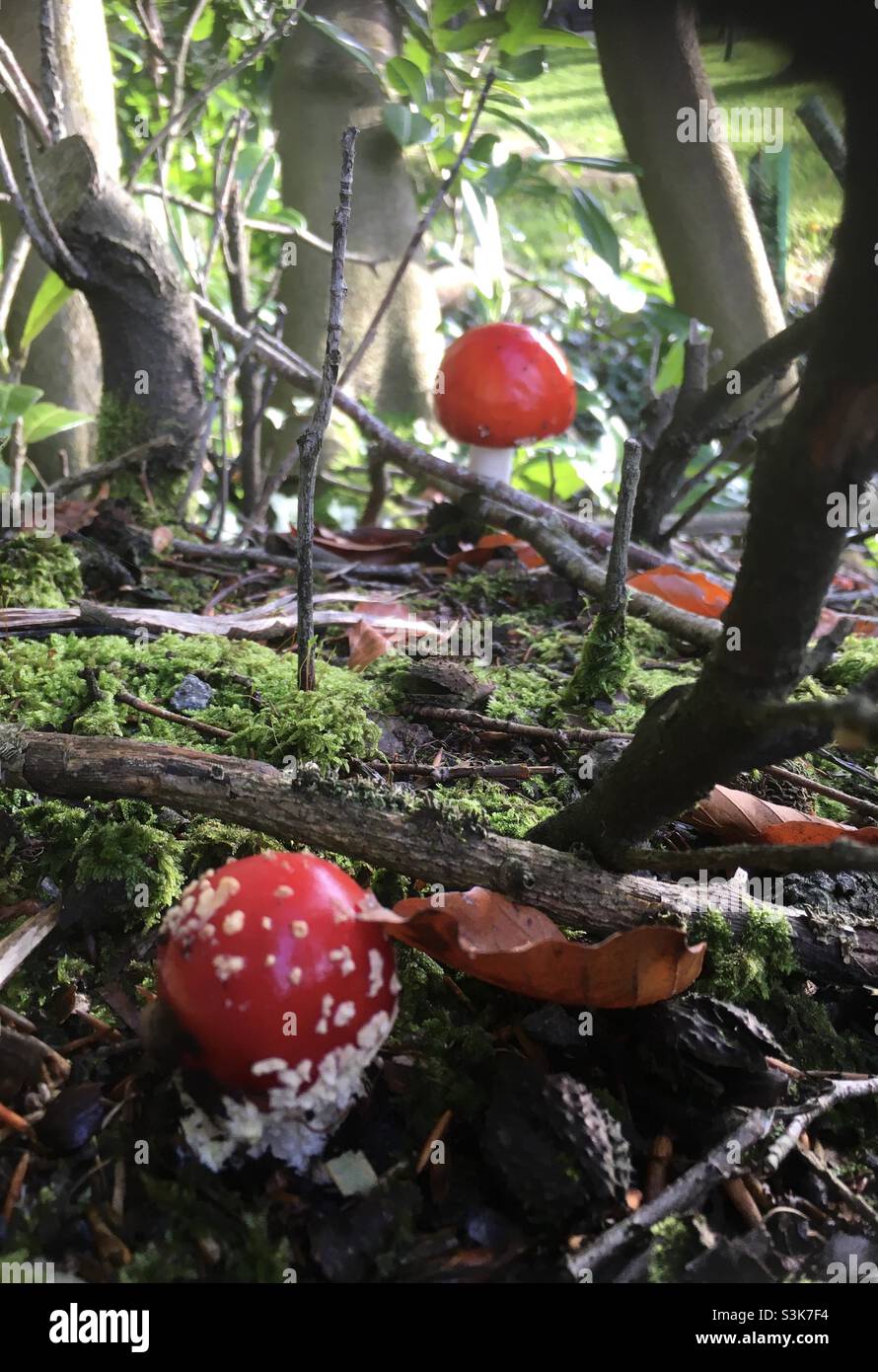 Forest, forest floor, faery take , mushrooms, enchanted, nature , forest, trees, red, green - Smartphone Captured Stock Image