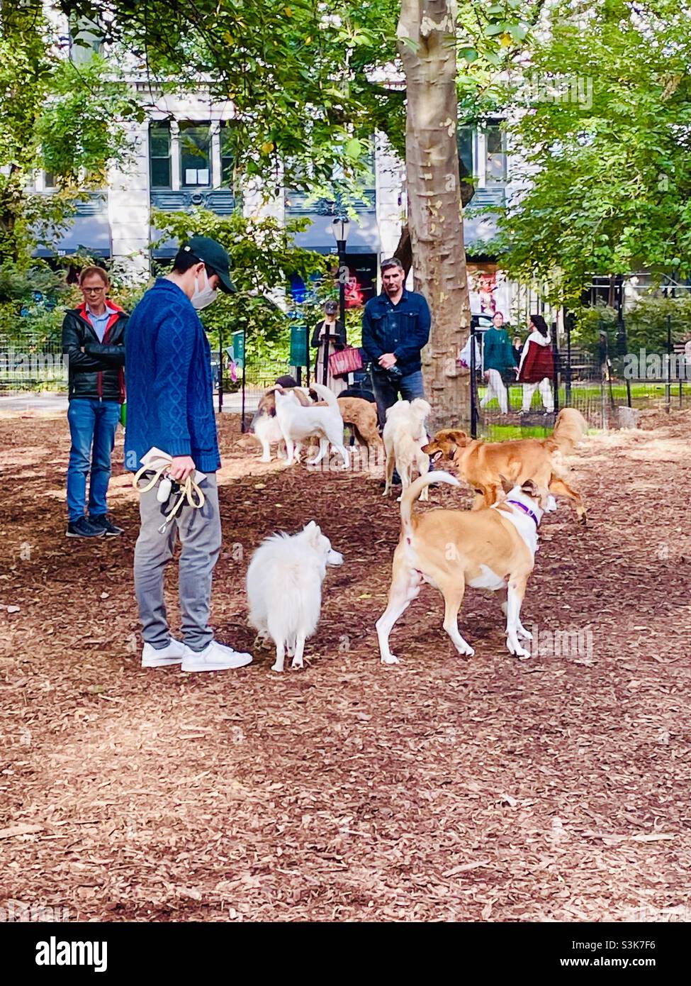 Dog park in Madison Square Park, New York City Stock Photo Alamy