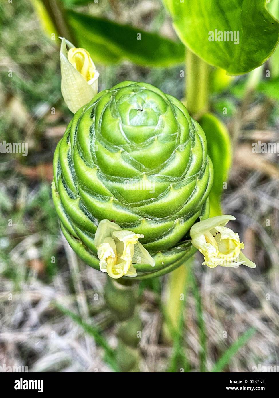 awapuhi-kuahiwi-hi-res-stock-photography-and-images-alamy