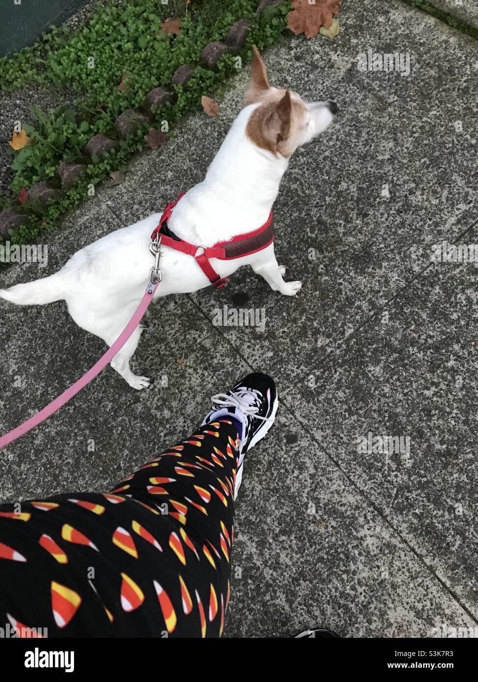 Fall walk with my girl , NE PDX Stock Photo