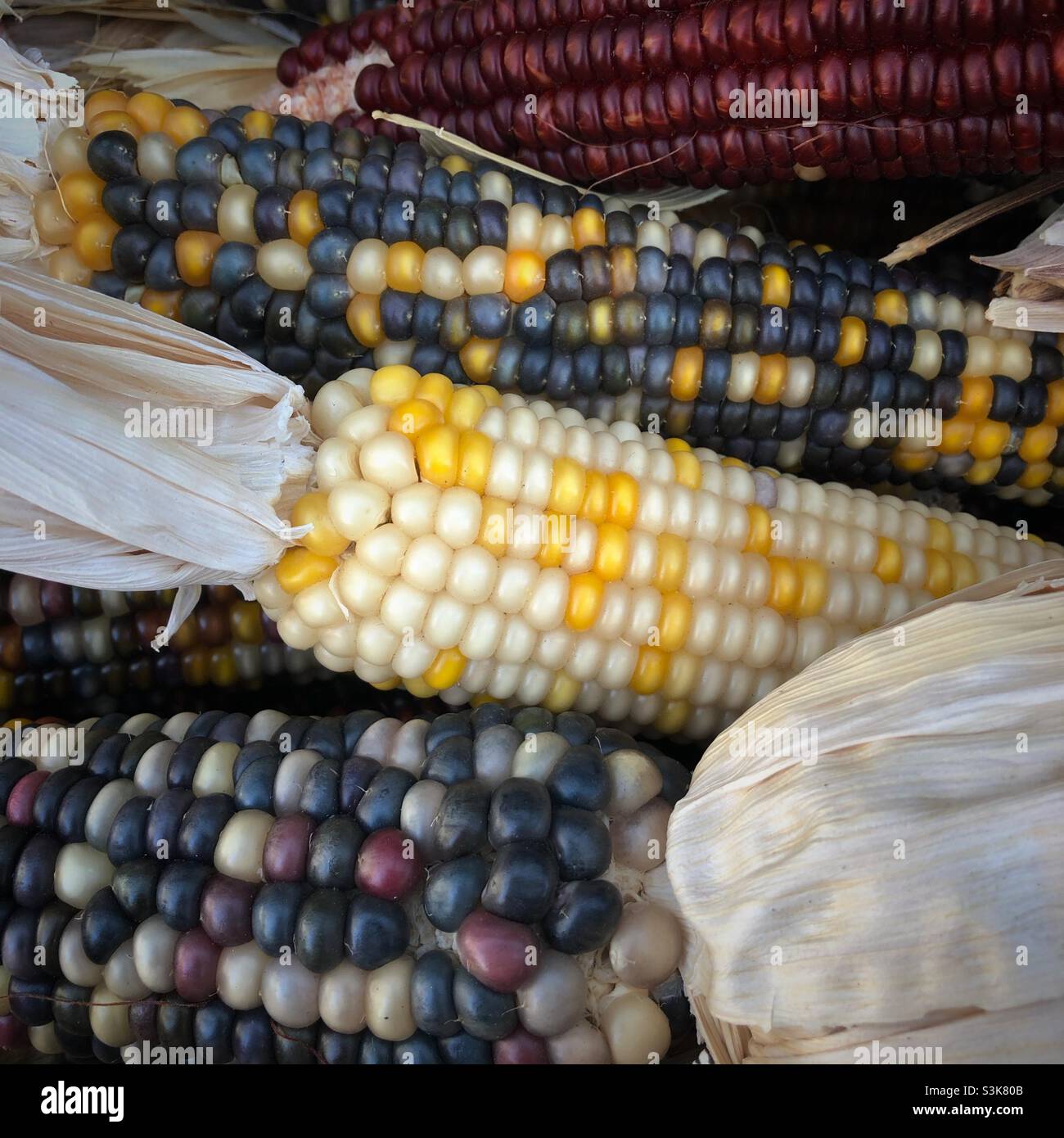 Indian Corn, with its rich array of multicolored kernels in hues of blue, red, yellow, and brown, is a traditional symbol of the fall harvest season. - Smartphone Captured Stock Image