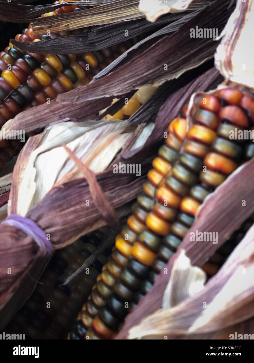 Indian Corn, with its rich array of multicolored kernels in hues of blue, red, yellow, and brown, is a traditional symbol of the fall harvest season. - Smartphone Captured Stock Image