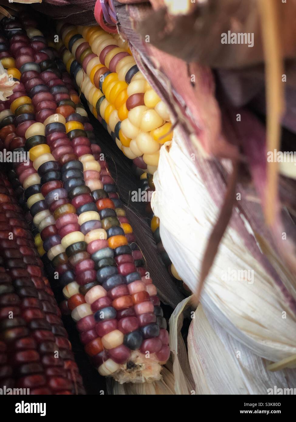 Indian Corn, with its rich array of multicolored kernels in hues of blue, red, yellow, and brown, is a traditional symbol of the fall harvest season. - Smartphone Captured Stock Image